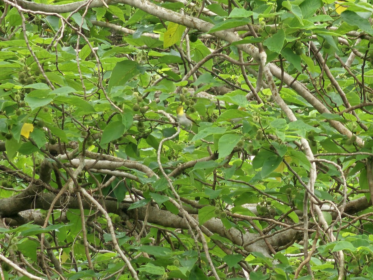 Swinhoe's White-eye - jason wu