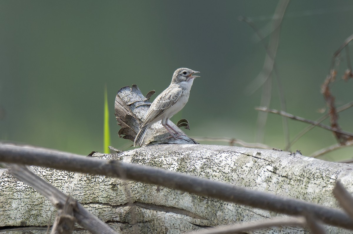 Sand Lark - Antonio Ceballos Barbancho