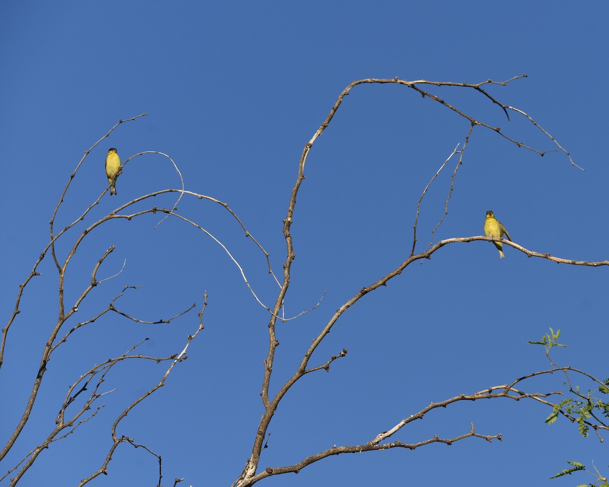 Lesser Goldfinch - Lynn Kohler