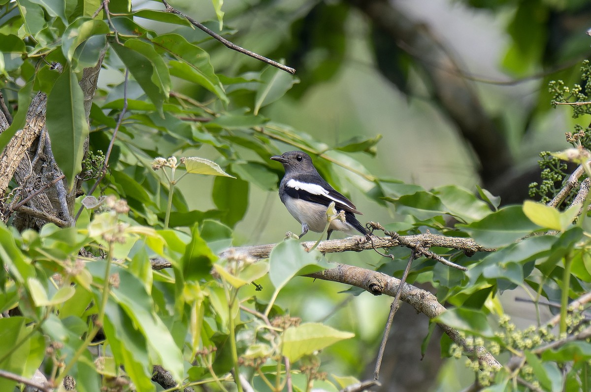 Oriental Magpie-Robin - Antonio Ceballos Barbancho