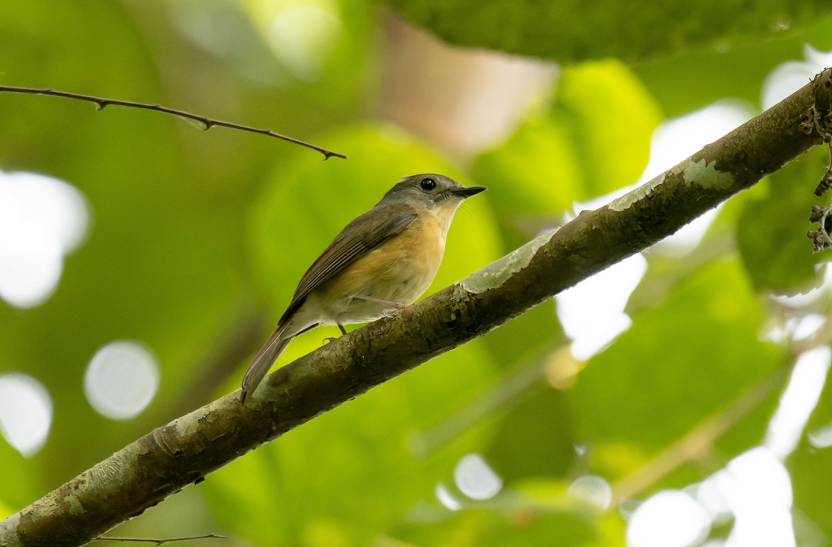 Pale-chinned Flycatcher - Antonio Ceballos Barbancho