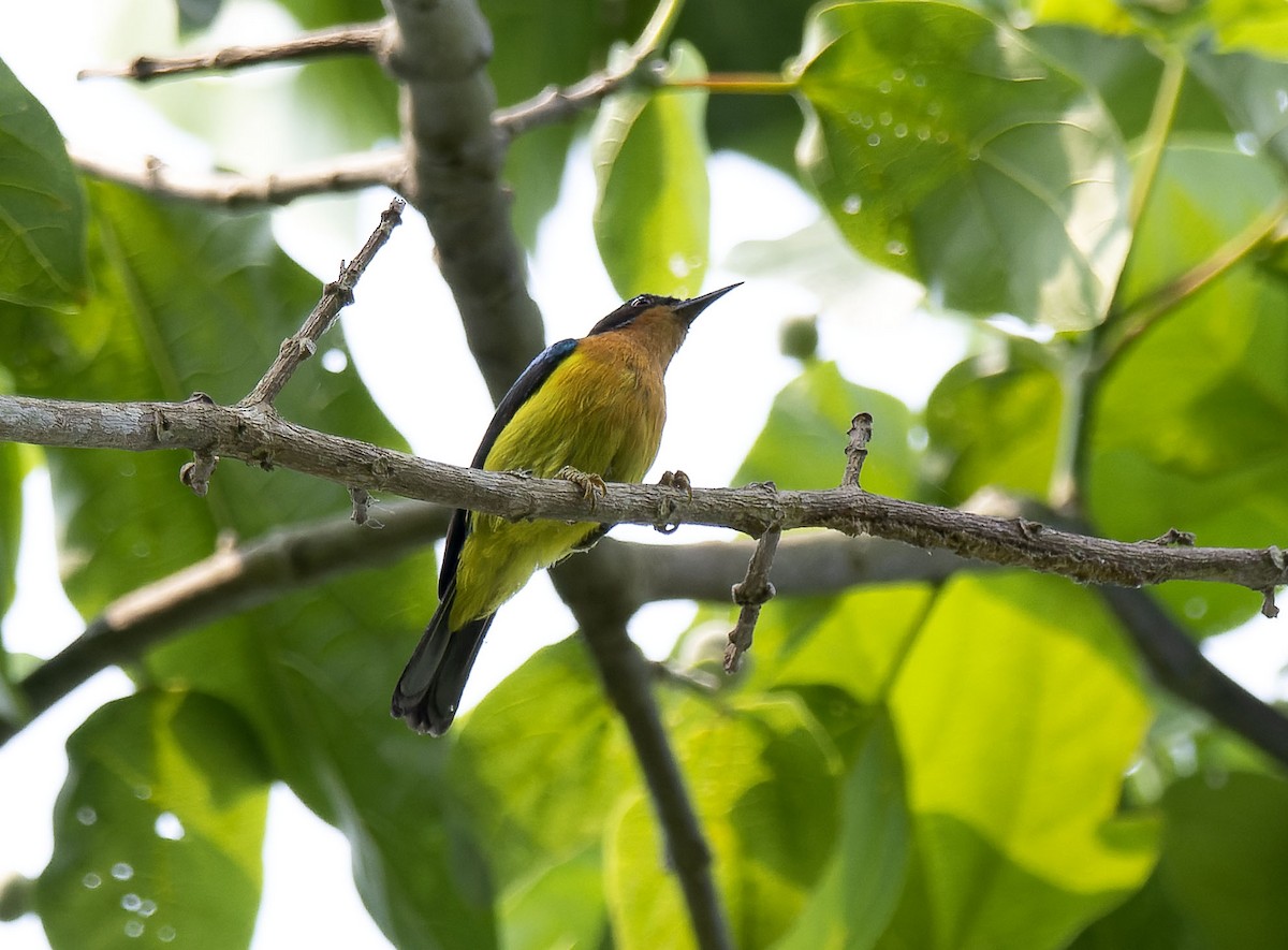 Ruby-cheeked Sunbird - Antonio Ceballos Barbancho