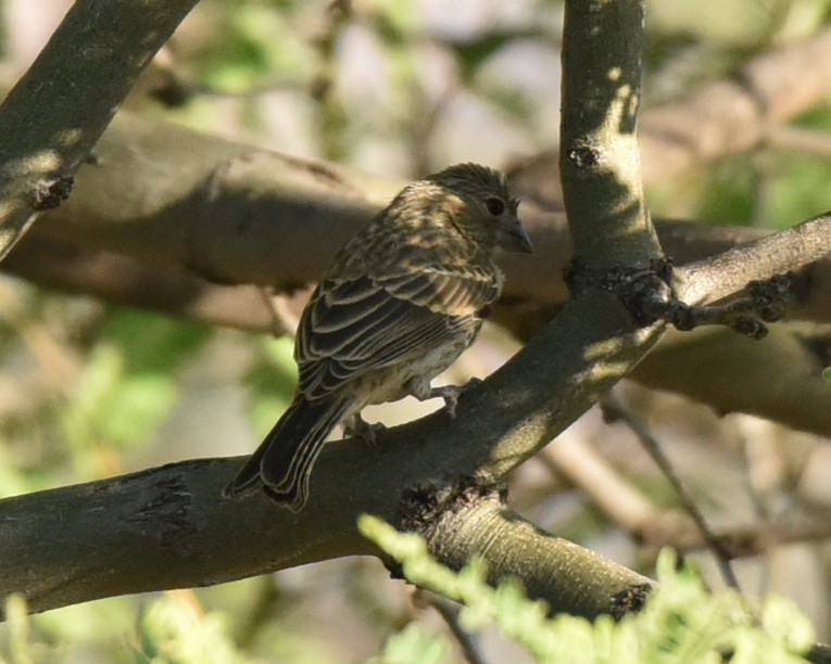 House Finch - Lynn Kohler