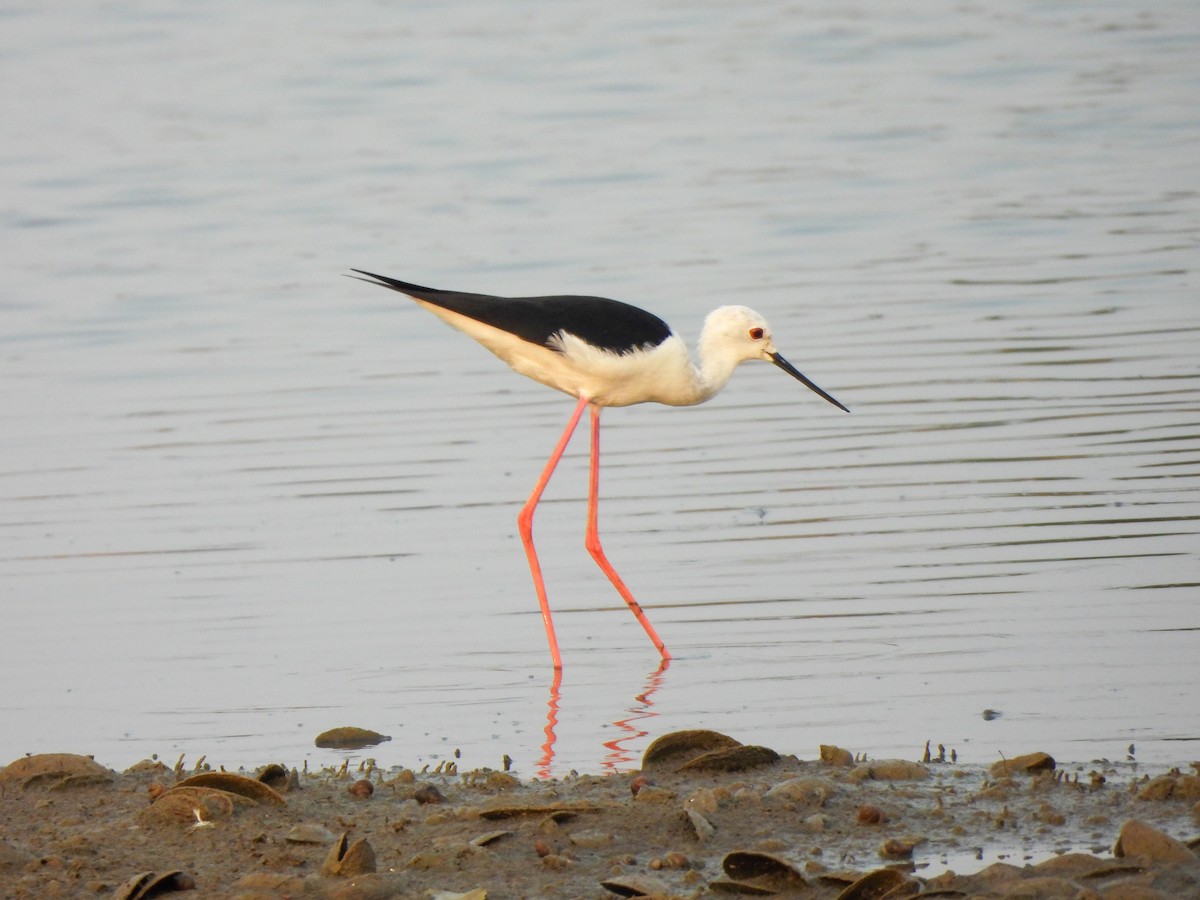 Black-winged Stilt - Shree Raksha