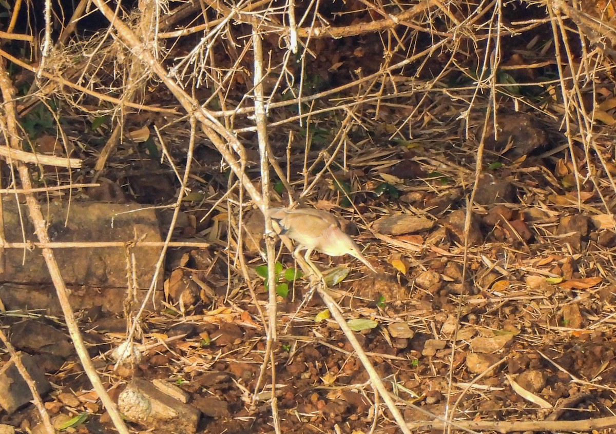 Yellow Bittern - Shree Raksha