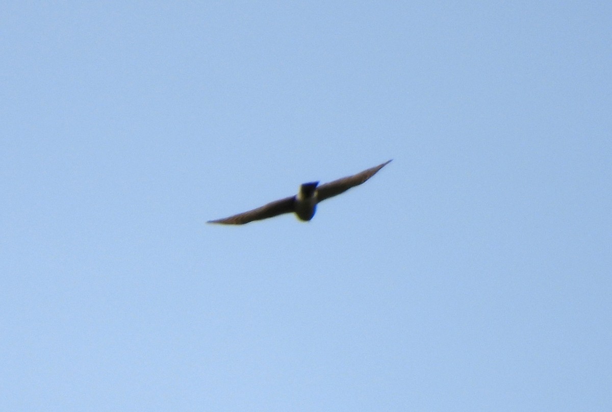 Oriental Honey-buzzard - ML618255992