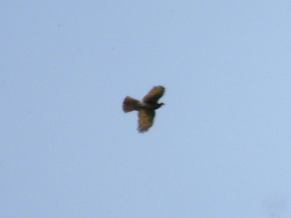 Oriental Honey-buzzard - Young Gul Kim