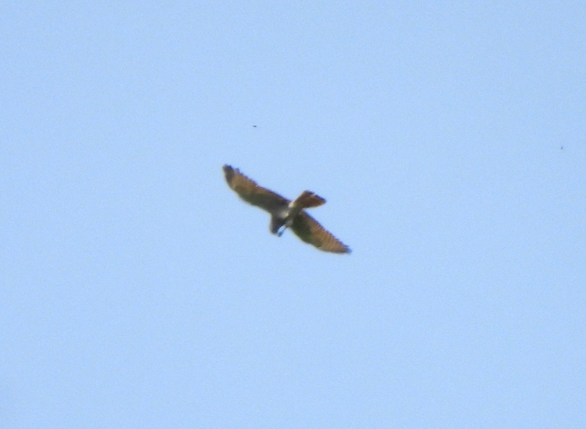 Oriental Honey-buzzard - Young Gul Kim