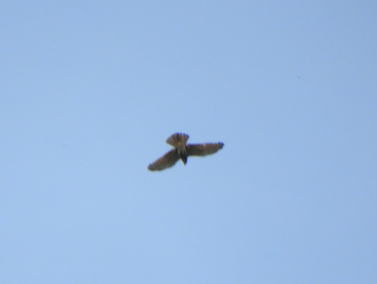 Oriental Honey-buzzard - Young Gul Kim