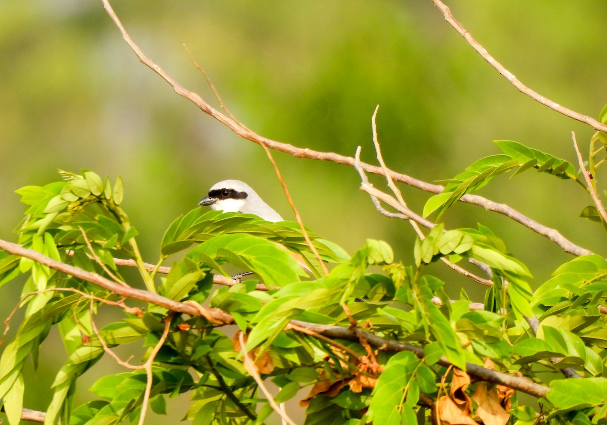 Long-tailed Shrike - Shree Raksha