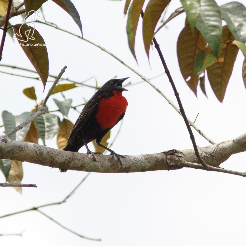 Red-breasted Meadowlark - Silvia Faustino Linhares