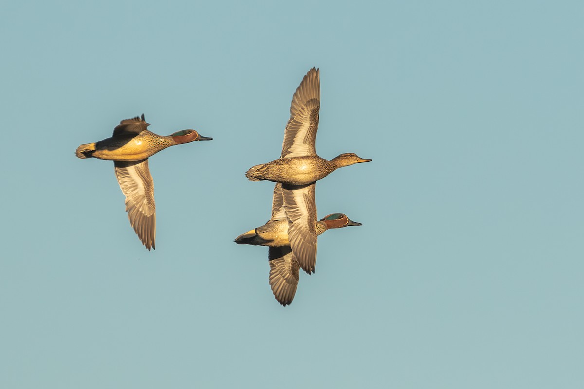 Green-winged Teal (Eurasian) - Mark Maddock