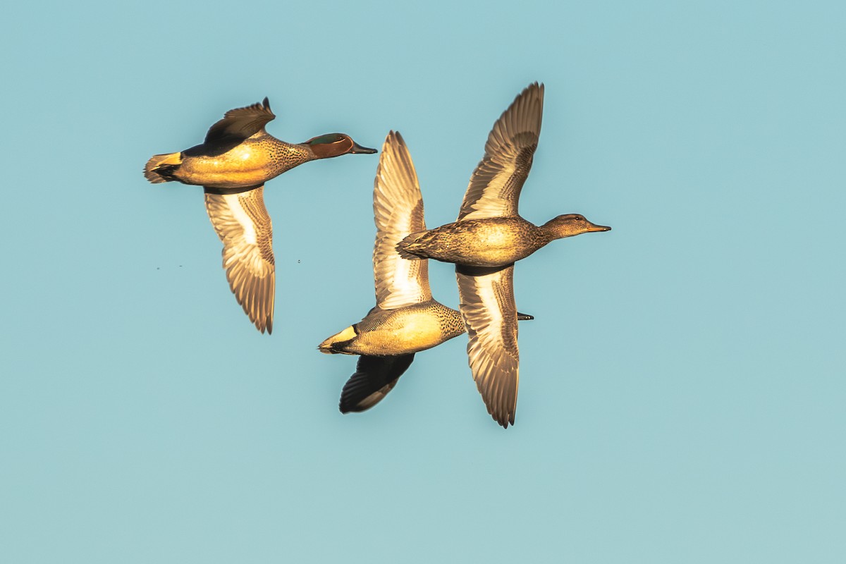 Green-winged Teal (Eurasian) - Mark Maddock