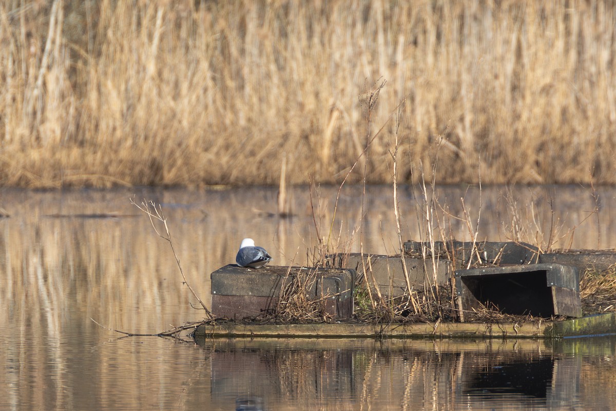 Common Gull (European) - Mark Maddock