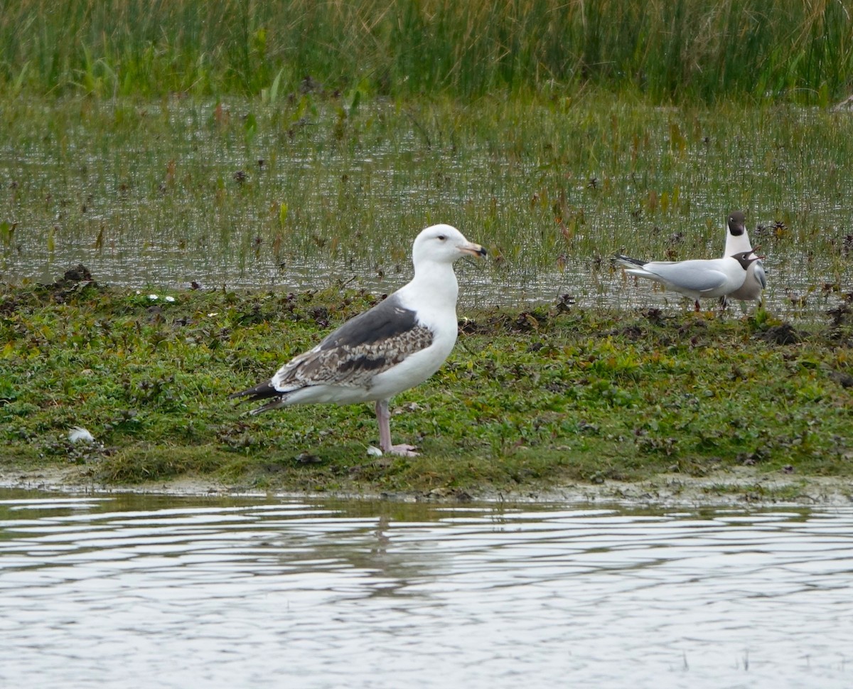 Great Black-backed Gull - Bernard Varesi