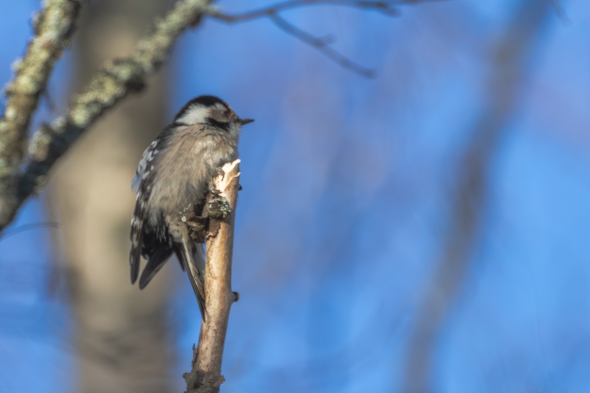 Lesser Spotted Woodpecker - Mark Maddock