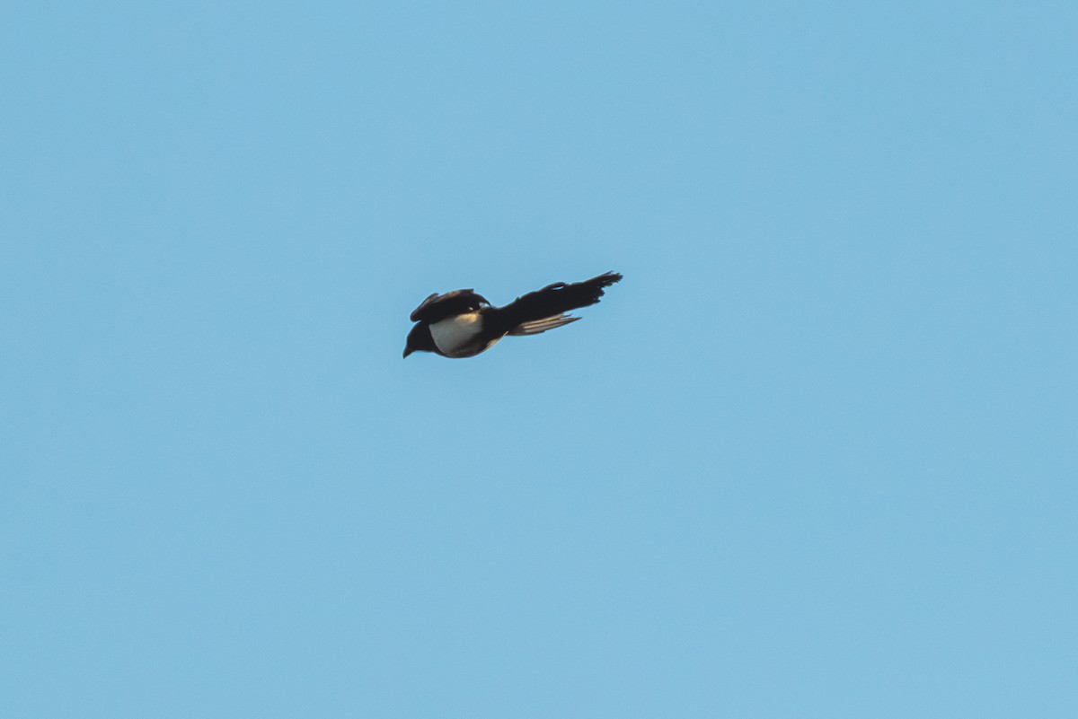 Eurasian Magpie (Eurasian) - Mark Maddock