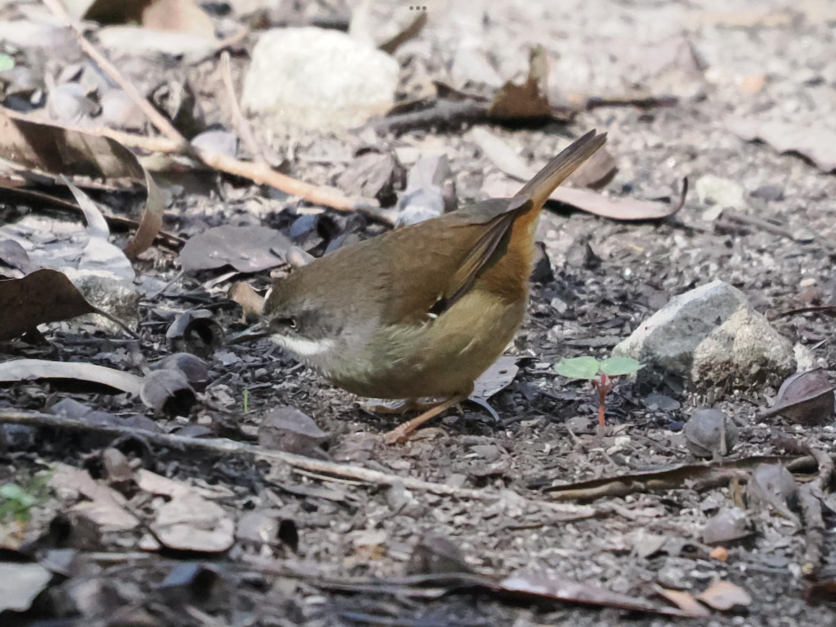 White-browed Scrubwren - Stephen Bruce