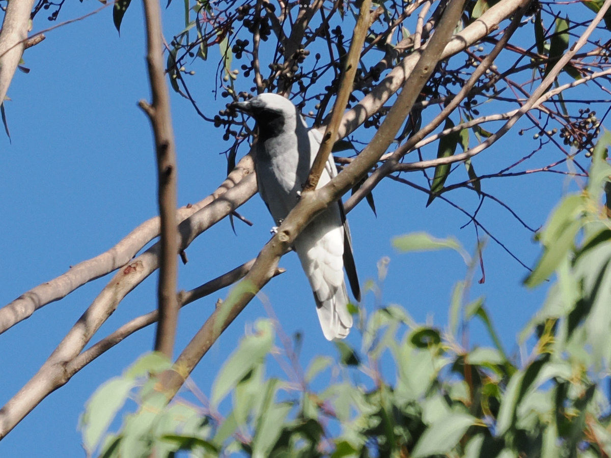 Black-faced Cuckooshrike - Stephen Bruce