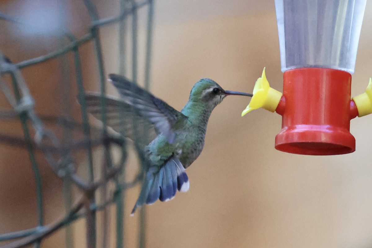 Broad-billed Hummingbird - Andrew William