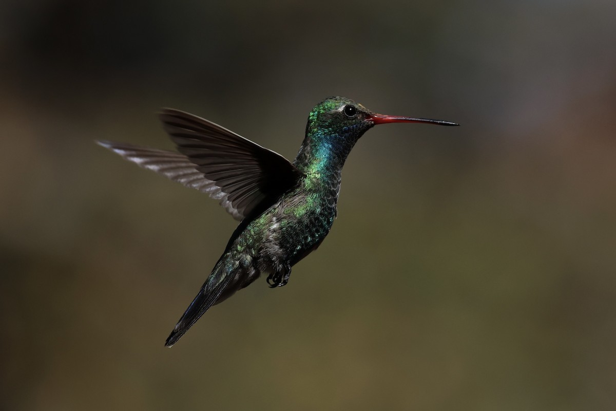 Broad-billed Hummingbird - Andrew William