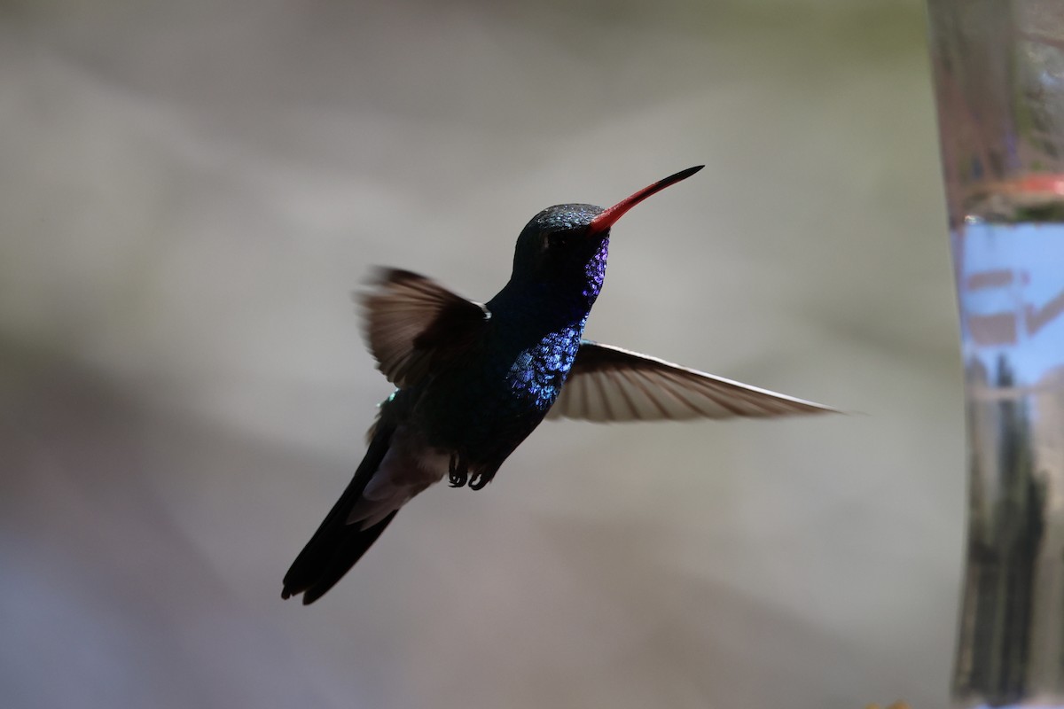 Broad-billed Hummingbird - Andrew William