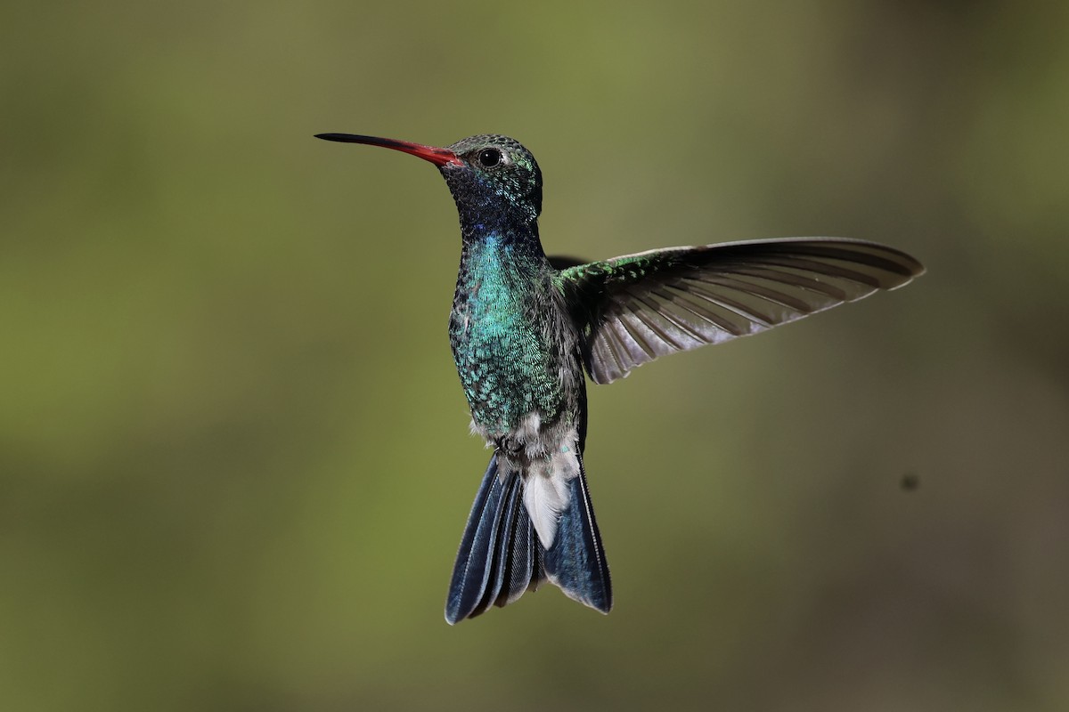 Broad-billed Hummingbird - Andrew William