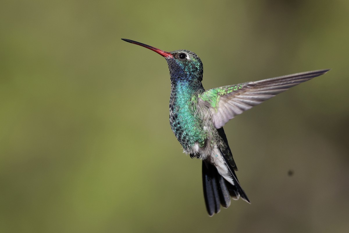 Broad-billed Hummingbird - Andrew William