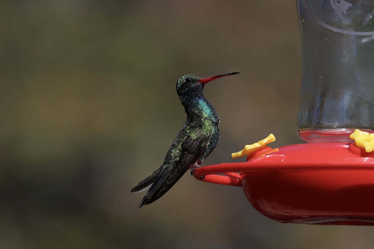 Broad-billed Hummingbird - Andrew William