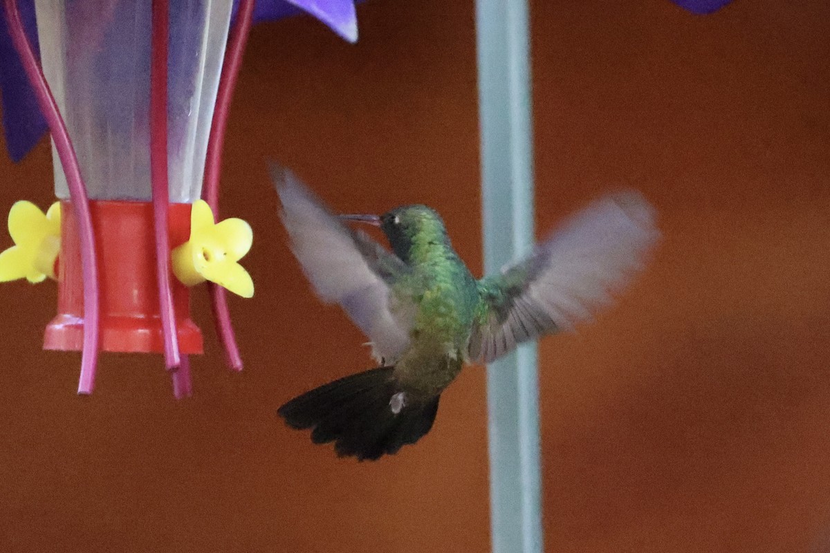 Broad-billed Hummingbird - Andrew William