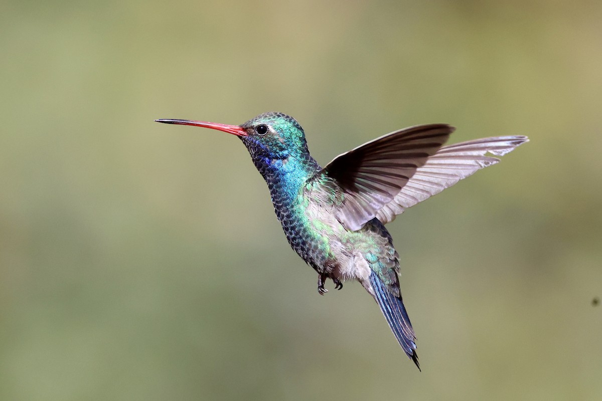 Broad-billed Hummingbird - Andrew William