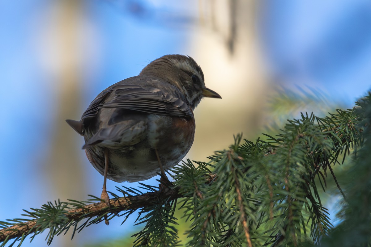 Redwing (Eurasian) - Mark Maddock