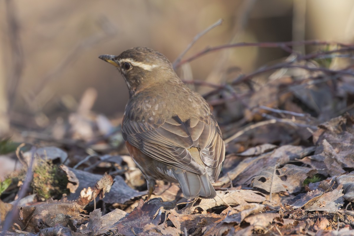 ワキアカツグミ（iliacus） - ML618256171