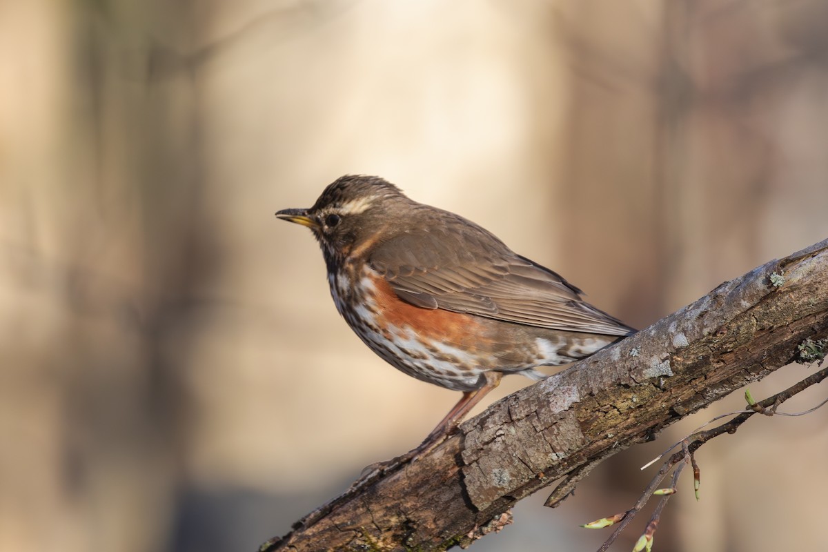 drozd cvrčala (ssp. iliacus) - ML618256172