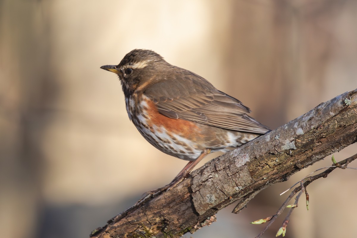 Redwing (Eurasian) - ML618256173