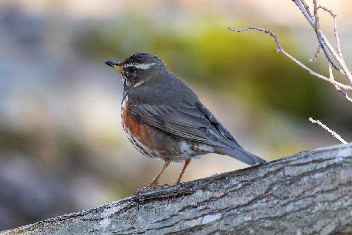 Redwing (Eurasian) - Mark Maddock