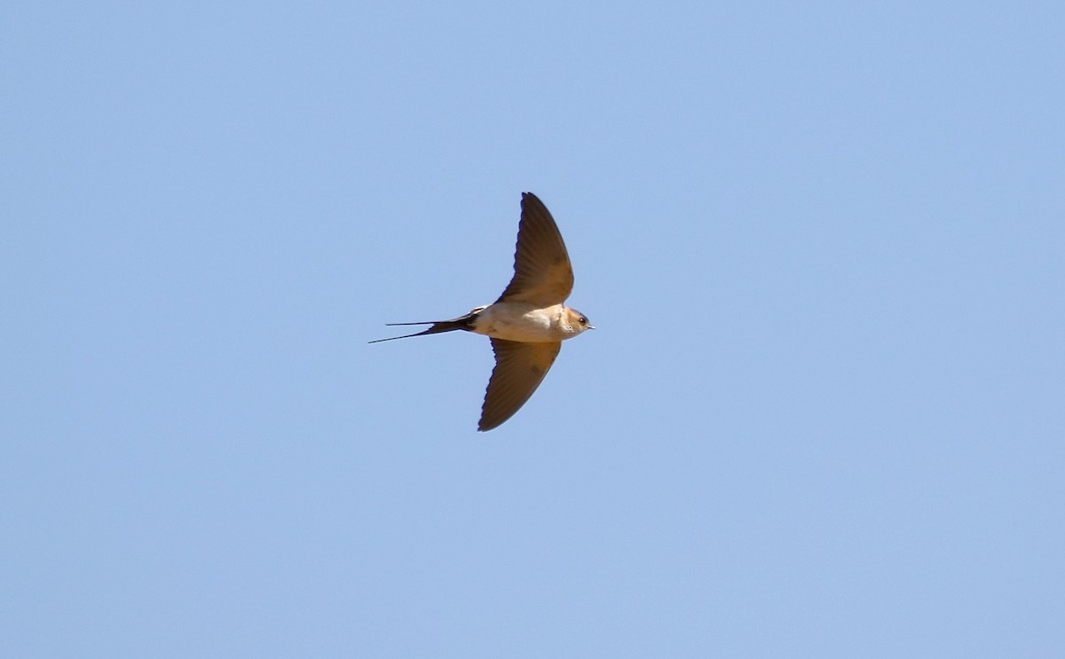 Red-rumped Swallow - ML618256186