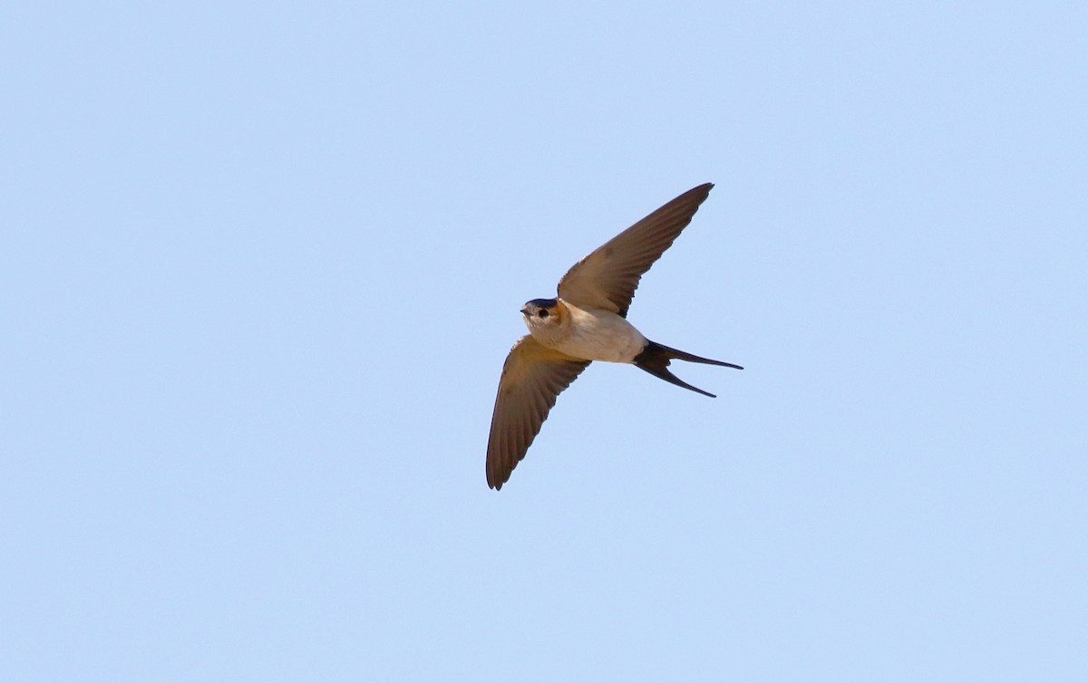 Red-rumped Swallow - ML618256187