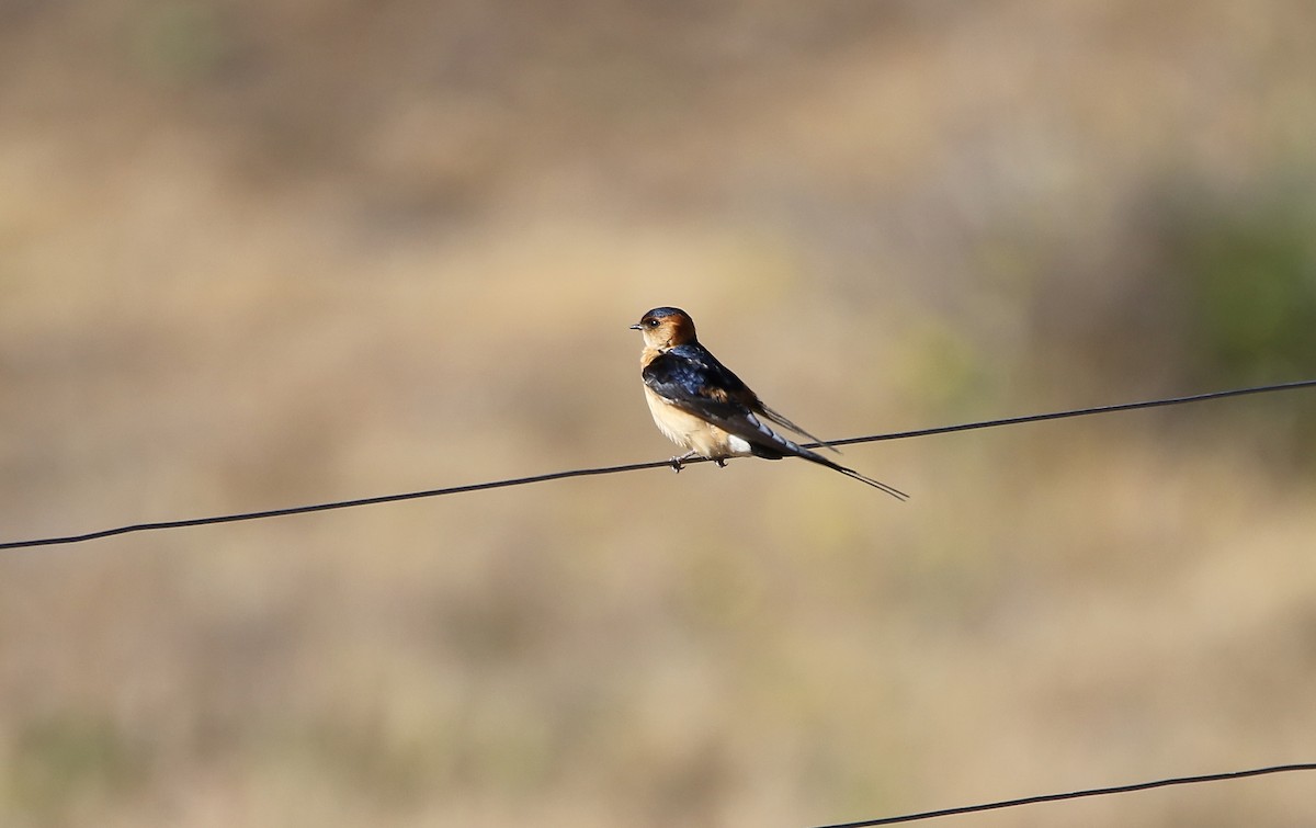 Red-rumped Swallow - ML618256188