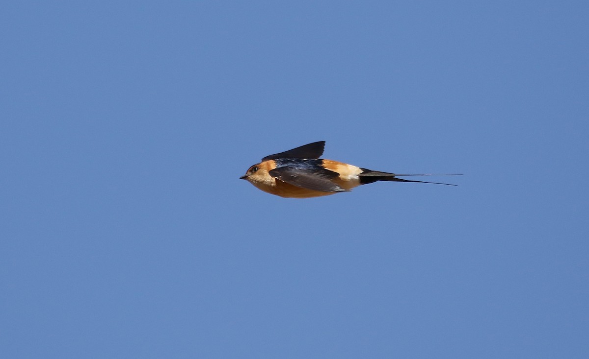 Red-rumped Swallow - ML618256189