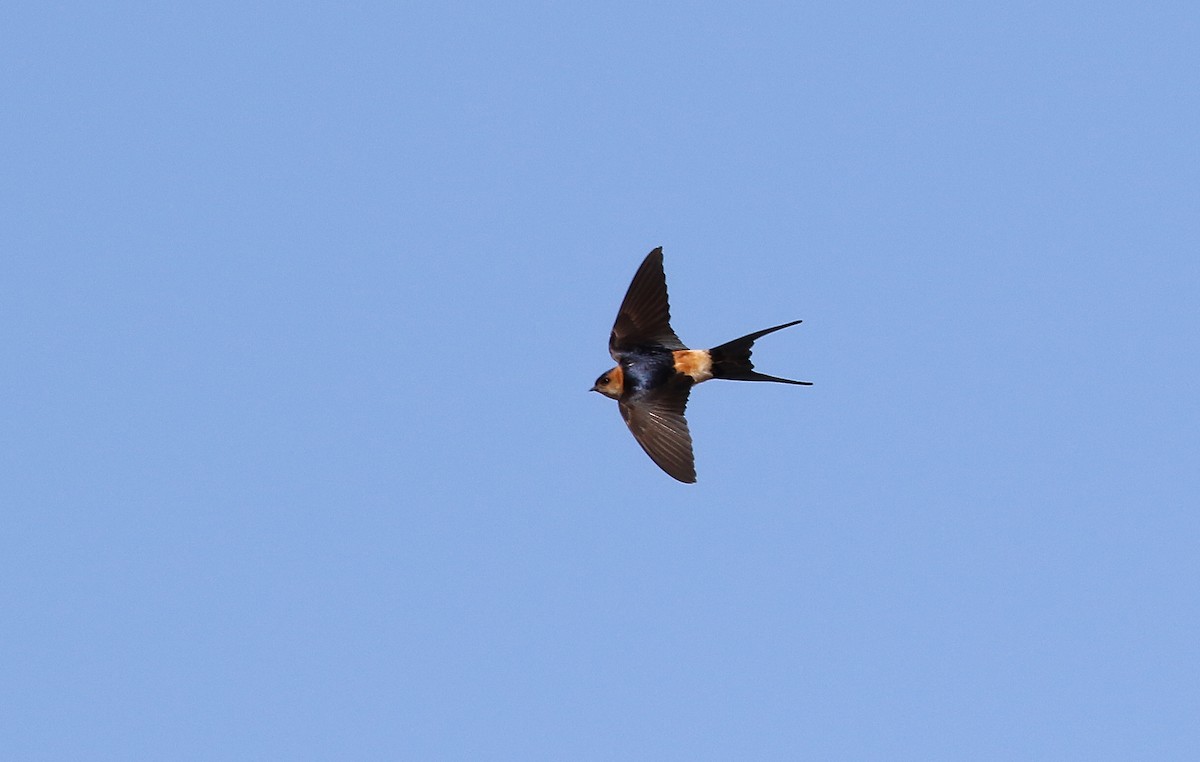 Red-rumped Swallow - ML618256190
