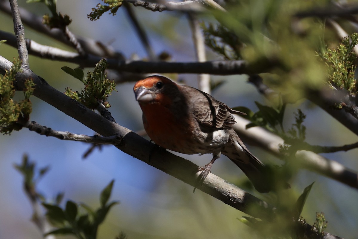 House Finch - Andrew William