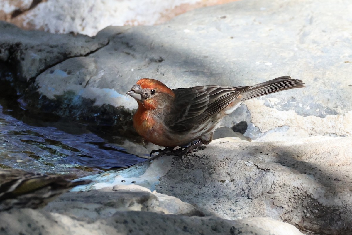 House Finch - Andrew William