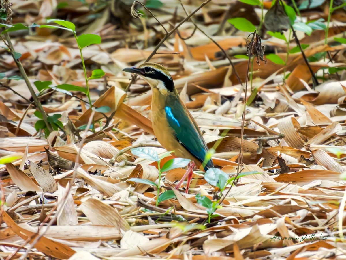 Indian Pitta - Arunava Dutta