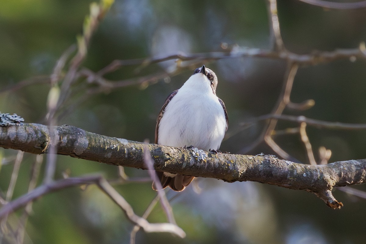 European Pied Flycatcher - Mark Maddock