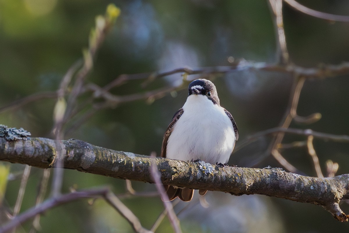 European Pied Flycatcher - Mark Maddock