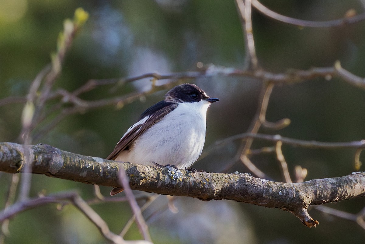 European Pied Flycatcher - Mark Maddock