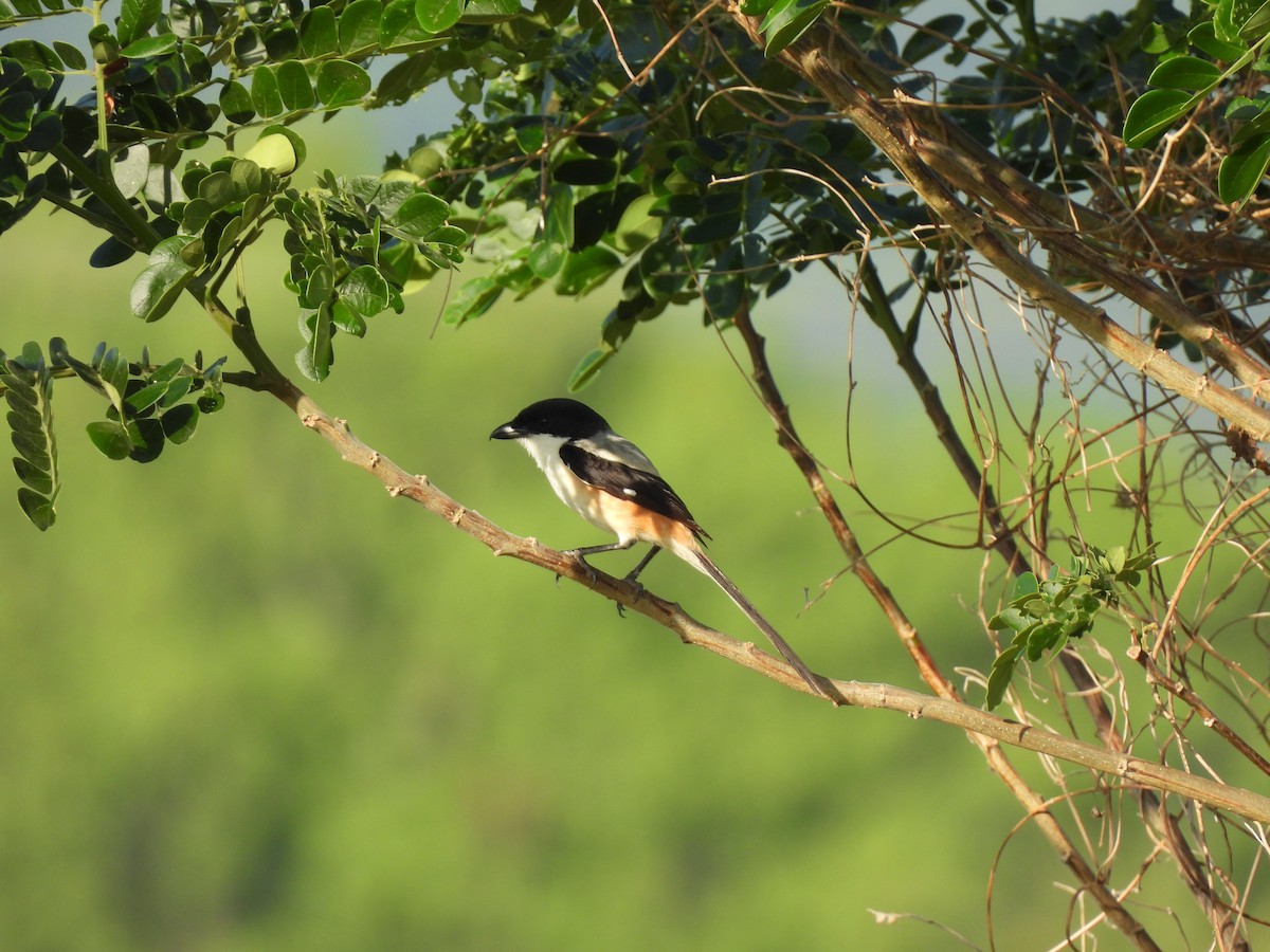 Long-tailed Shrike - ML618256241