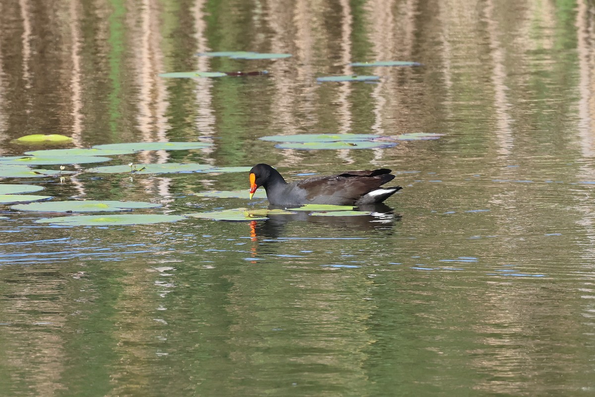 Dusky Moorhen - ML618256257