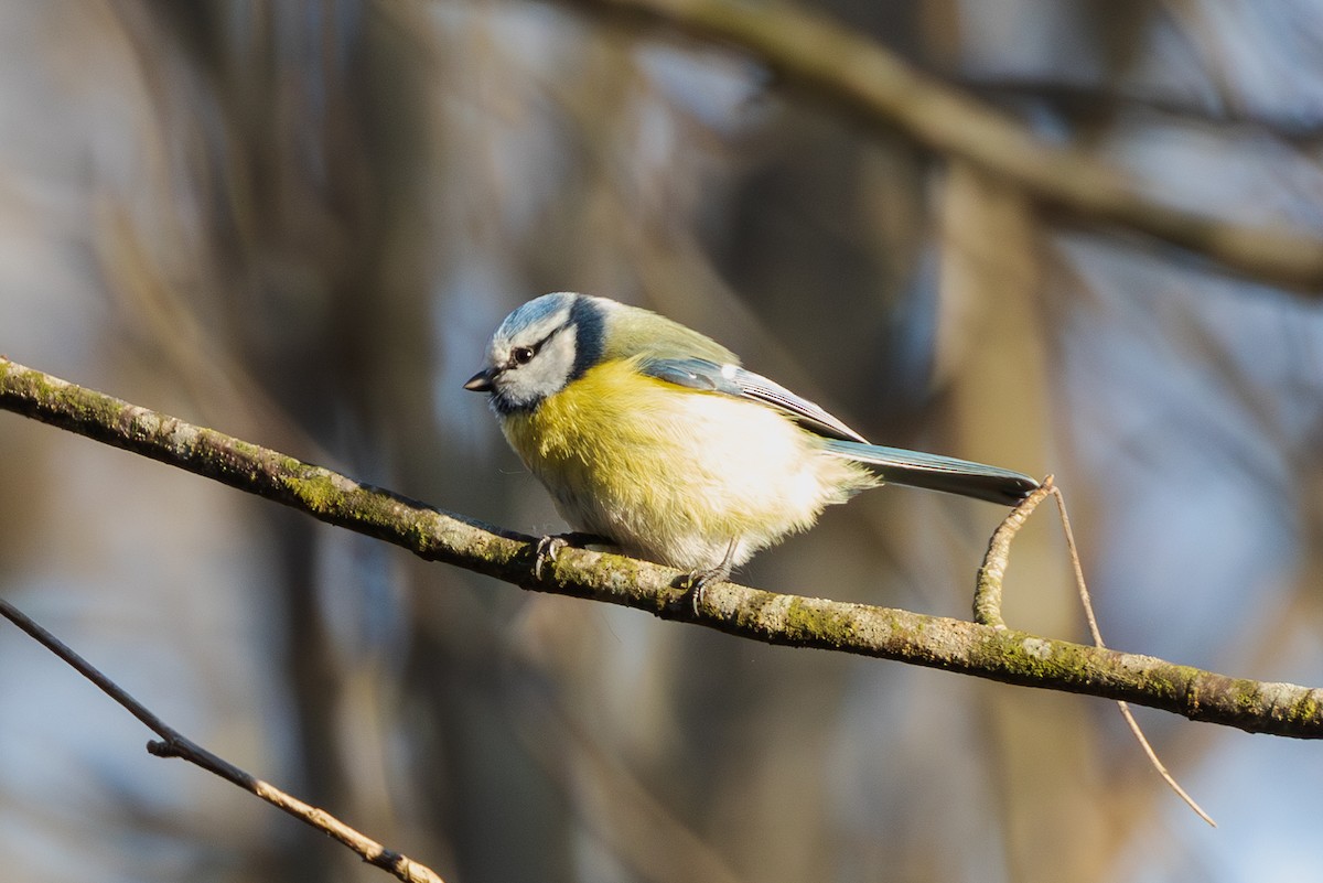 Eurasian Blue Tit - Mark Maddock